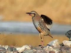 石鸡养殖管理技术介绍大全