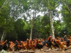 鸡不小心食盐中毒怎么办？