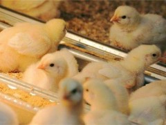 小鸡不消化的原因是什么？该怎么办？