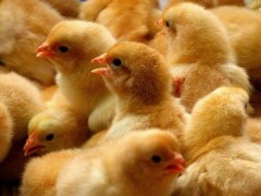 如何挑选好的土鸡苗？