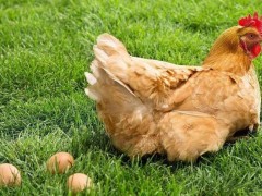 秋季母鸡产蛋率低怎么办？