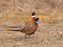 人工养殖野鸡需要注意哪几点？