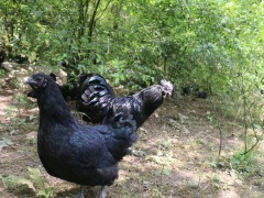 乌骨鸡养殖注意事项