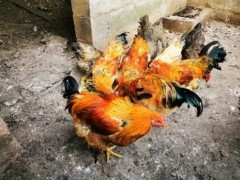 鸡痛风的症状及防治措施有哪些？