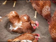 养鸡舍垫层沙子能起到什么作用？