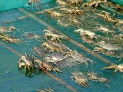 蟹甲壳溃疡发病原因是什么？要如何防治？