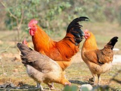 鸡也会有鼻炎？是如何引起的又该如何预防呢？