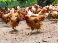 蛋鸡鼻炎发病症状有哪些？以及治疗措施！