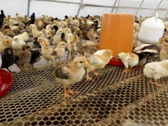 如何挑选到优质的鸡苗？