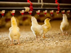 冬季雏鸡的管理技巧！