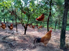 散养鸡怎么过冬？