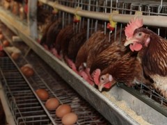 冬季如何让鸡群产更多蛋？