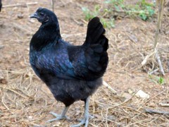 乌鸡的养殖要点以及科学管理方法！