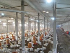 鸡舍预防潮湿的好方法介绍