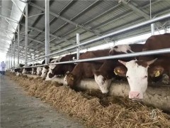 寒冬季节肉牛养殖需注意什么？
