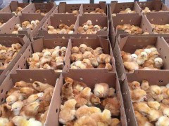 鸡苗进鸡舍注意事项有哪些？