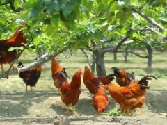 土鸡养殖的要点有哪些？
