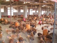 鸡鼻炎如何防控？