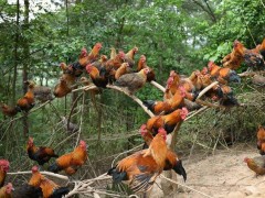 土鸡养殖的要点？