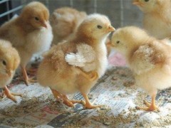冬季如何提高雏鸡的抗病能力？