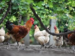 蛋鸡肠炎是什么原因引起的？蛋鸡肠炎怎么治疗？