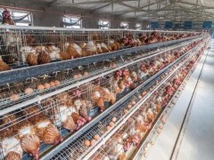 如何提高鸡蛋蛋壳的质量?