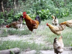 春季养鸡有什么注意事项？