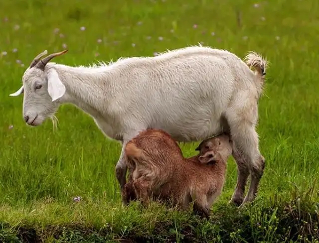 母羊的产后护理技术