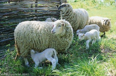 新手养羊需要注意的问题
