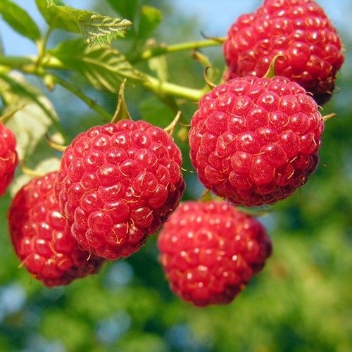 黑龙江树莓，远销国外创汇50万美元