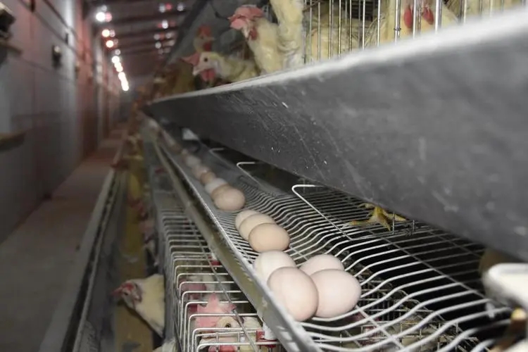 山西：鸡蛋产业实现产销两旺