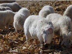 养羊喂盐的用法用量是怎样的？