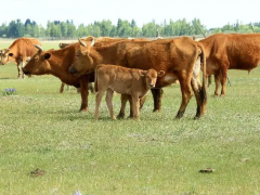 养牛常用的饲料添加剂的种类及用法介绍