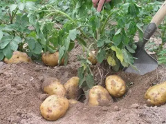 土豆什么时候种植更合适？