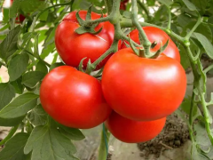 西红柿如何管理才能生长更好？