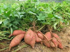 红薯的生长周期是多久？