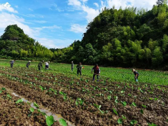 湖南江永：香芋产业增收忙，全面推动乡