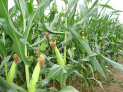 夏玉米如何施肥和追肥？