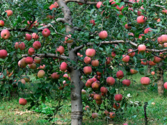 苹果树如何修剪更高产！