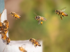 蜜蜂养殖的前期准备工作有哪些？