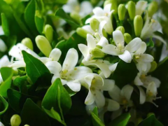茉莉如何养护才能开花多？