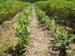 提高茶苗移栽成活率的方法有哪些？