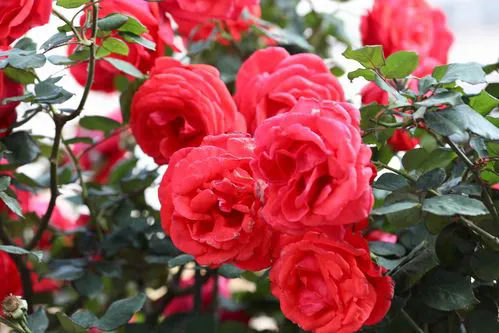 u=1607702405,1212350704&fm=253&fmt=auto&app=138&f=JPEG_w=499&h=333.webp