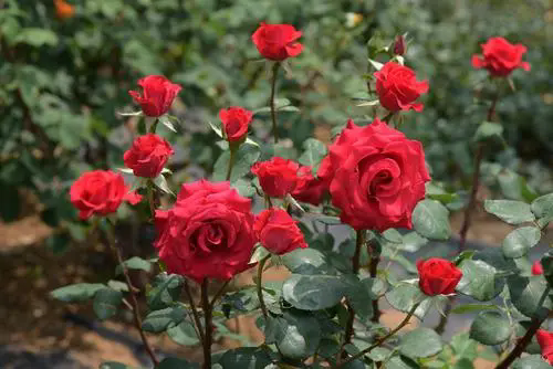 u=2005079573,2936086021&fm=253&fmt=auto&app=138&f=JPEG_w=500&h=334.webp