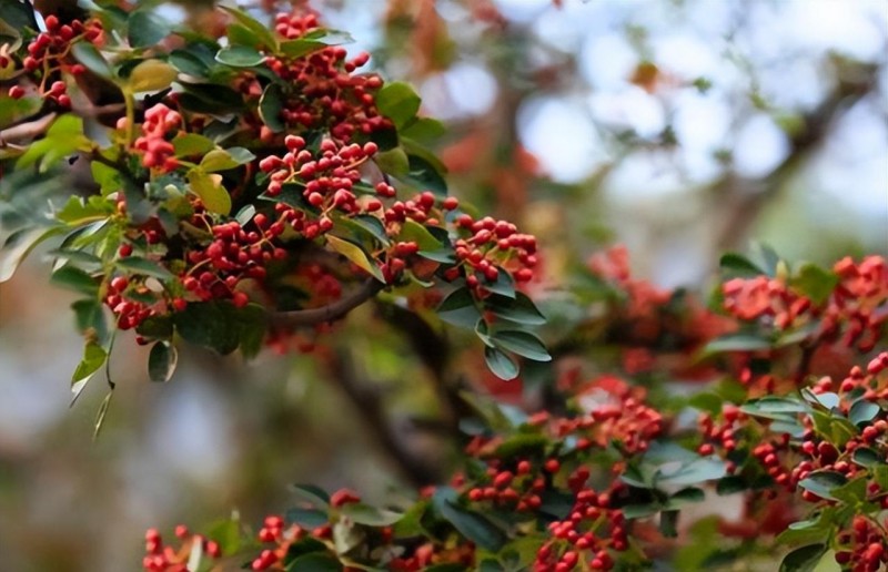 b5eda0a74558a342cf659187f06f746f-35